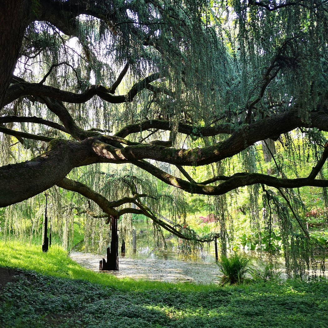 Arboretum de la Vallée aux Loups 1